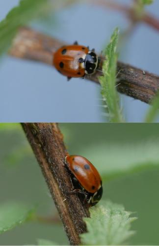 Hippodamia variegata